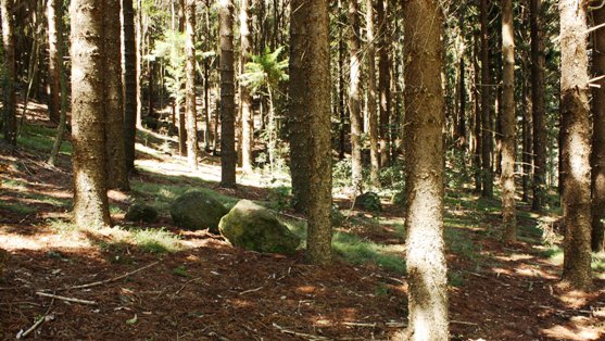 Hoop Pine Forest